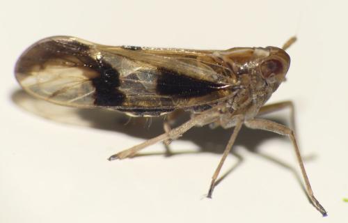 Euides speciosa